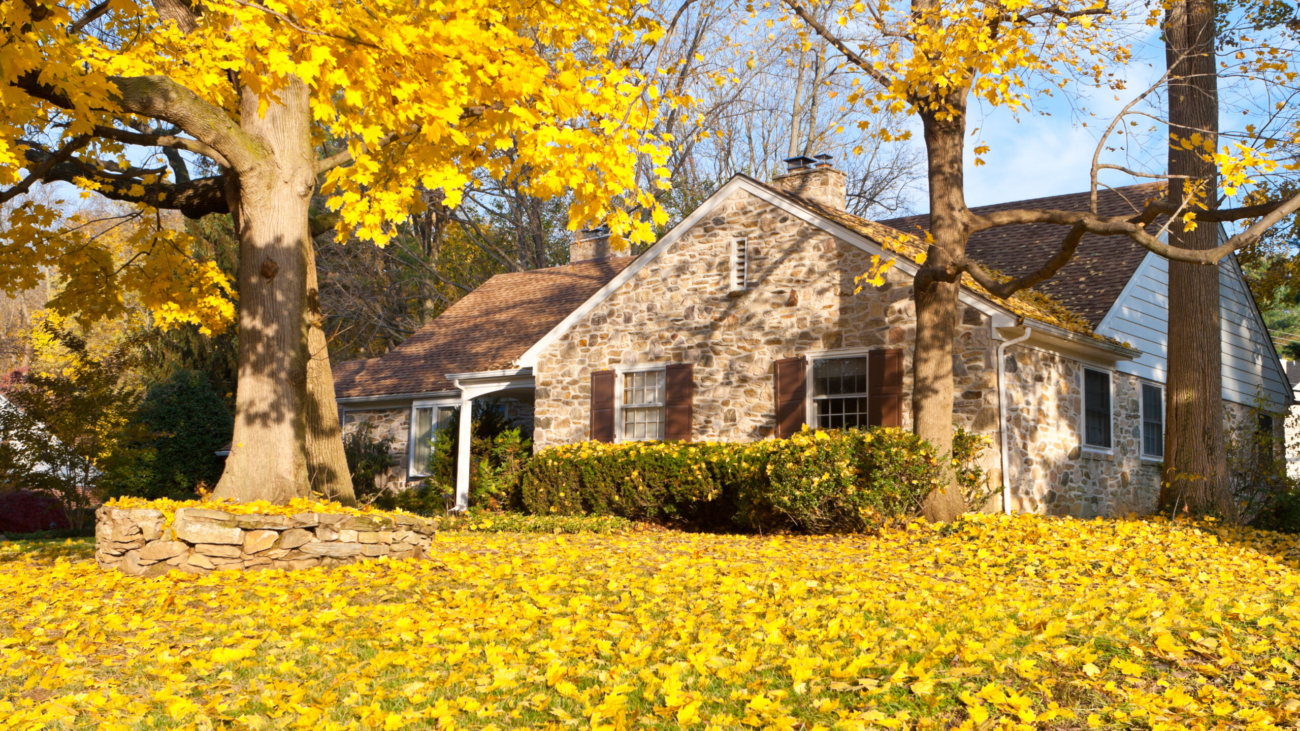 Single family home in suburban Philadelphia. Yellow Norway Maple leaves and tree