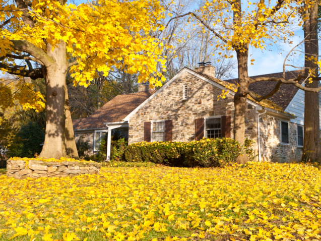 Single family home in suburban Philadelphia. Yellow Norway Maple leaves and tree