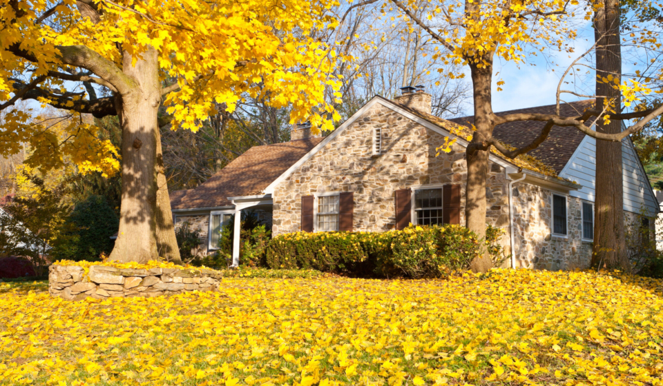 Single family home in suburban Philadelphia. Yellow Norway Maple leaves and tree